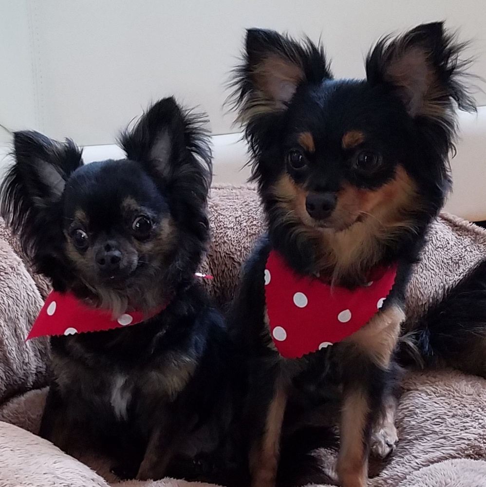 Meet your Posher, Gina